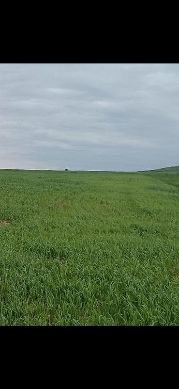 аренда земельных участков сельскохозяйственного назначения: 282 соток, Для сельского хозяйства, Собственник, Купчая — 4