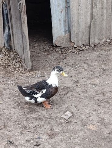 Gəmiricilər: Dişi, | Kuban, Ətlik, Ödənişli çatdırılma — 1