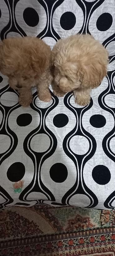 pitbull balası: Pudel — 4