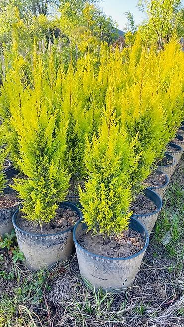torf nerede satılır: Limonni yolka agacları çox münasib qiymətə satişda dibçəkdə böyüdülmüş — 1