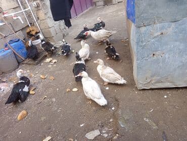 Qazlar: Misk ördəkləri (ındoutka) – qarışıq rənglərdə sürü - Şəkillərdə olan — 5