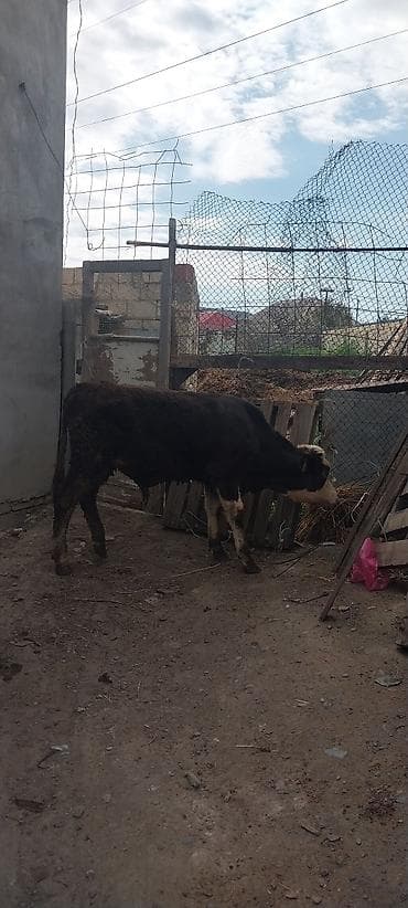Рогатый скот: Mal-qara: 2 baş dana - Növü: Yerli cinsli (Simmental tipli rəng — 5