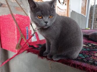 золотая шиншилла баку: Britan, Erkək, Dişi, Ödənişli çatdırılma — 2