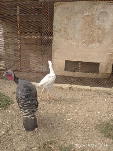 домики для кошек баку: Самка, Для разведения, Бесплатная доставка — 5