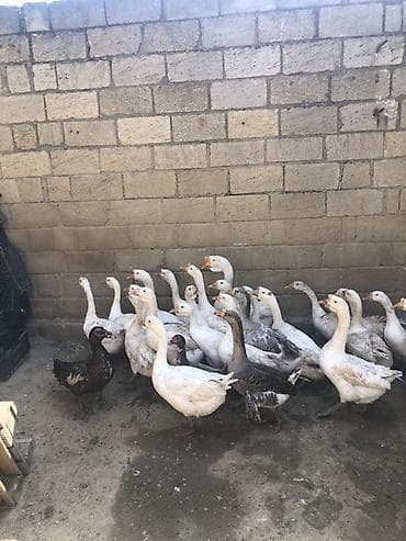touz quşu: Erkək, | Linda, Yumurtalıq, Ünvandan götürmə — 1