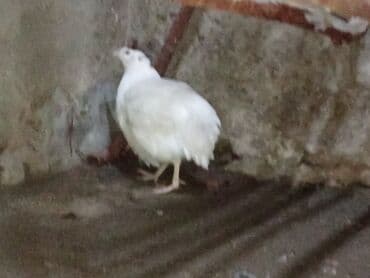 bakida cins ineklerin satisi: Ağ bıldırcın – dekorativ və təsərrüfat üçün uyğun cins - Rəng: tam ağ — 2