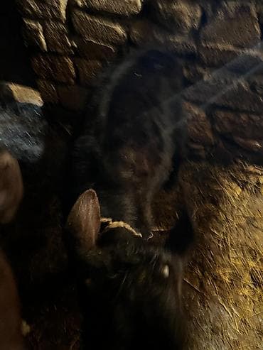 cins inək: Südlük inək — 3