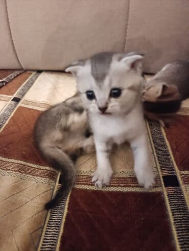 британская шиншилла баку: Шиншилла, Самец, Самка, В добрые руки, Бесплатная доставка — 3