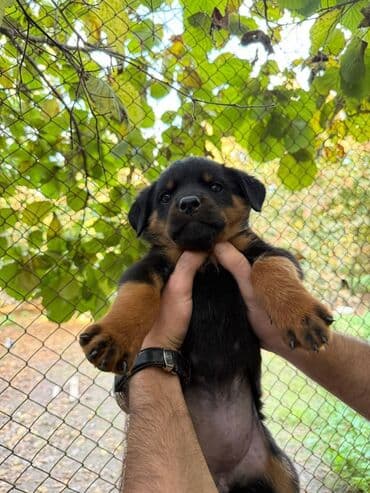 dişi quzu: Rotveyler, 2 ay, Dişi, Peyvəndli, Ünvandan götürmə — 4