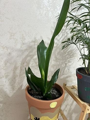 otaq gullerinin adlari: Otaq bitkiləri kolleksiyası – dekorativ saksılarla - Chamaedorea — 4