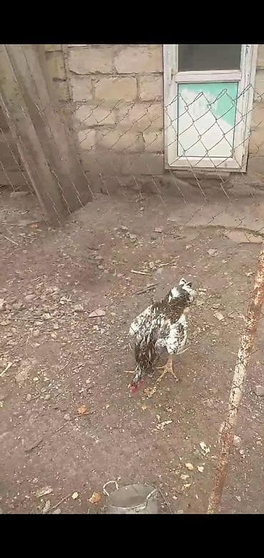 Toyuq, Damazlıq lalafo.az -da Toyuq, Damazlıq