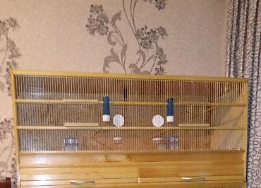 Gəmiricilər: Bir de teze ylqllmls qefes satlram tecili koc ile elaqedar olataq — 1