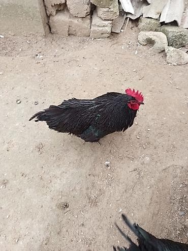 Akvariumlar: Məhsul:avstroloq damazlıq xoruzlar .10 ayliq əlaqə nomre 070 253 14 11 — 6