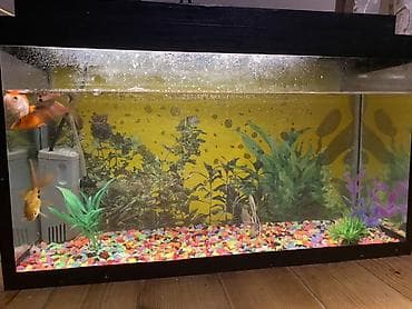 Akvaryum seti - Şüşə akvaryum, qara çərçivə ilə, düzbucaqlı forma