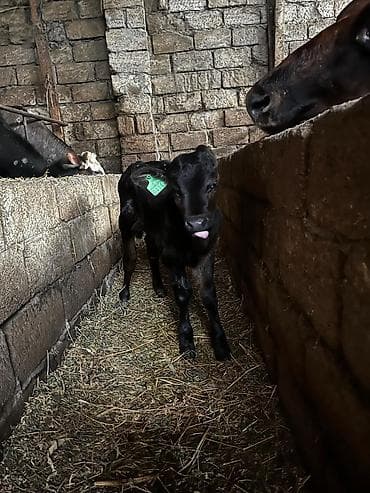 İtlər: Buzov — 1