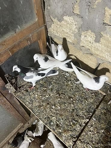 Məhsul: Ev göyərçinləri (ağ-qara naxışlı) Təsvir: - Şəkillərdə ağ