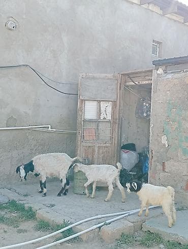 saanen kecileri: Dişi, Zanen, il: 1, 60 kq, Damazlıq, Südlük, Ətlik, Pulsuz çatdırılma — 1
