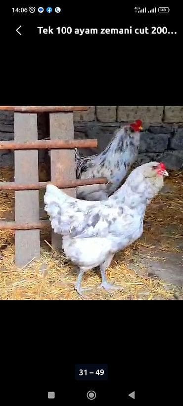 cins toyuq: Toyuq, Ətlik — 8