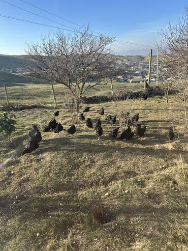 brama toyuq: Toyuq, Australorp, Damazlıq, Ödənişli çatdırılma — 5