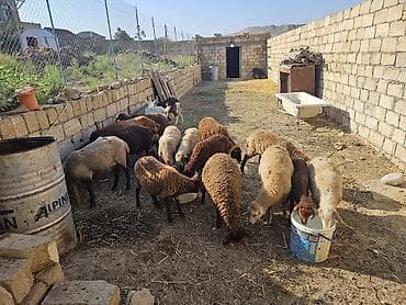 gence quşlar: 16 quzudu 2 keçi saxlaya bilmirəm 4400 manata almışam ziyana — 2