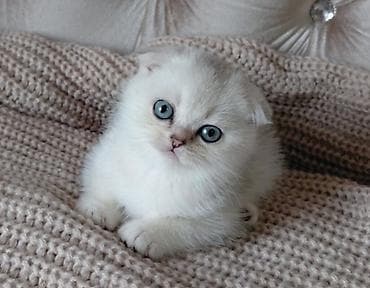 Şotland yastı qulaq, Dişi, Yaxşı əllərə, Ünvandan götürmə