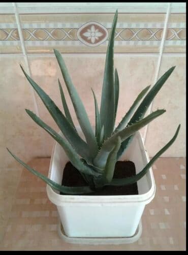 алоэ купить: ALOYE VERA Kosmetik ve Dekorativ Novleri QERENFIL Qulu qirmizi Acan — 4