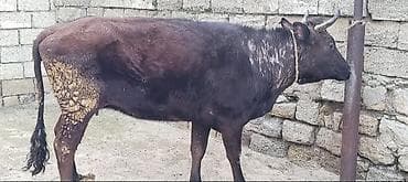 Toyuqlar: İney Satılır Öz Qapi Malimdi Süperde kökdü Maldi İsteyen Real alıcılar — 1