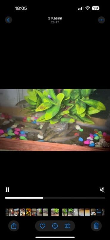 qoyun satılır: Kütüm balıqlar yerim valaca oldugu üçün satoram 18-17 edəddir təcili — 7