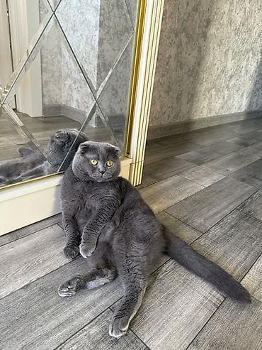 cütlə: Şotland, Erkək, Cütləşmə üçün — 3