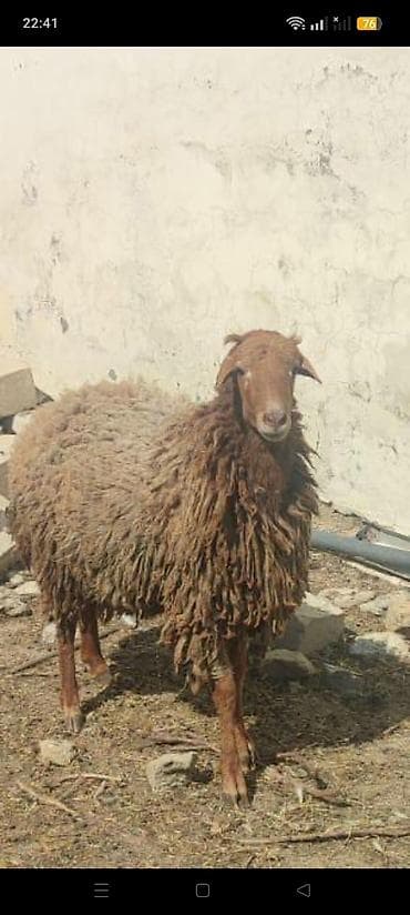 heyvan satişi: Qurbanınız qoç olsun! 35-55 kiloqram diri çəkisi olan 1 il, 1 il 6 — 2