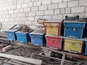 Arıçılıq üçün taxta arı yeşikləri (kovanlar) - Material: qalın taxta