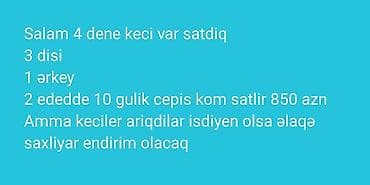qoyun əti qiyməti: Məhsul: Keçi sürüsü - Ümumi sayı: 4 baş - Tərkibi: 3 dişi, 1 erkək - — 1
