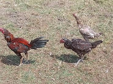 ev quş: Məhsul: Cavan təbii yemlə bəslənmiş yerli toyuqlar (3 baş) Təsvir: - — 2