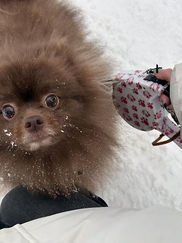 ros 308: Şpitz, 3 il, Erkek, Peyvəndli — 1