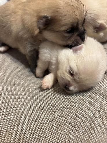 Şpitz, 1 ay, Ünvandan götürmə — 6