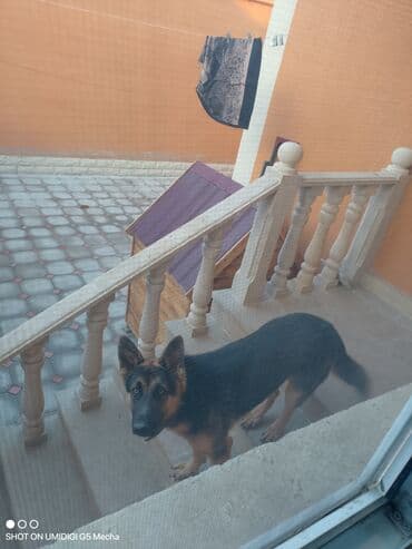 itlerin sekisi: Alman çoban iti — 3