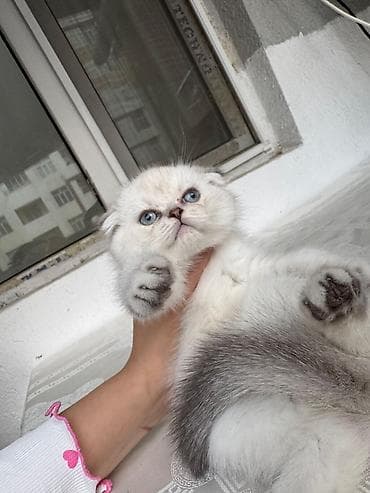 maykonq pişik: Britan — 8