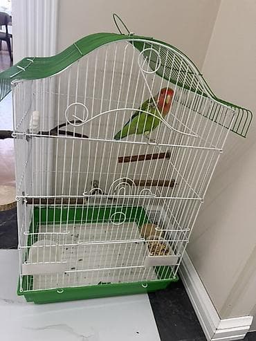goyercin novleri: Sevimli “lovebird” (Agapornis) papuqay və qəfəs dəsti - Növ: Lovebird — 4