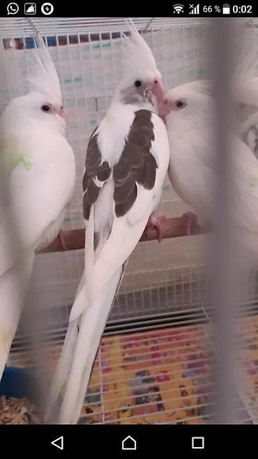 Göyərçinlər: Bir ədədi -100-azn 150 azn aq rəydə olanlar qiymət fərqli hazır — 2