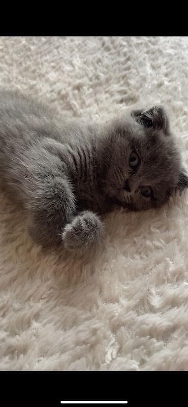 heyvan: Britan — 5