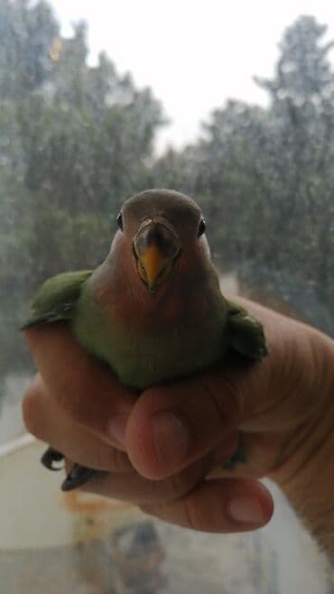 померанский шпиц цена баку: 4 eded nerazlucnik 25 azn biri Sumqayit — 2