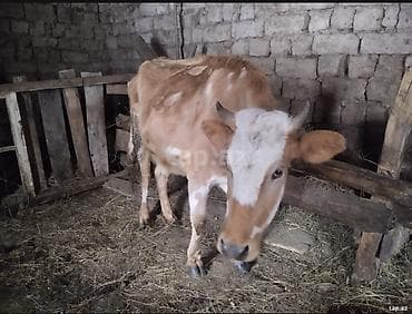 smental inekler: Dişi, il: 5, 180 kq, Ətlik — 6