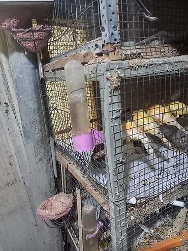 Sarı və açıq krem rənglərdə kanareyalar – oxuyan dekorativ quşlar