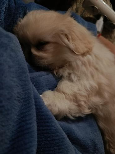 karlik doşan: Pekines, 3 ay — 3