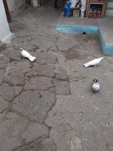 bugda qiymeti: 2 erkey 1 maya 3nin qiymeti 20 az 13 14 18 tukduler — 1