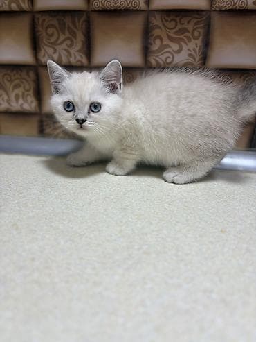 pişik ucun ev: Britan — 4