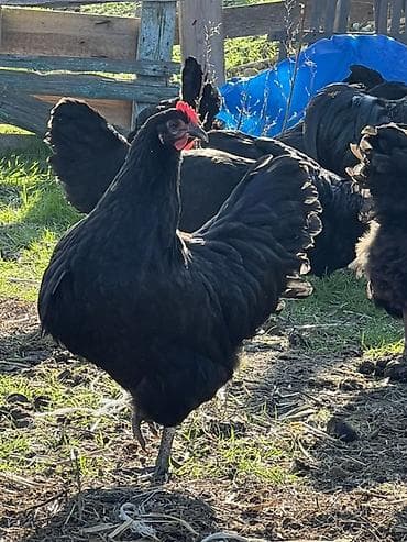 suda yaşayan heyvanlar: Toyuq, Australorp, Damazlıq — 4