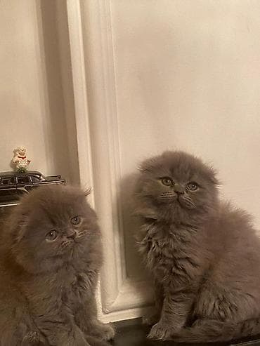 pişik tualet: Şotland uzun tüklü — 3