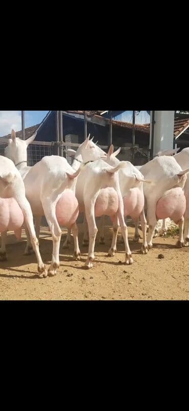 çəpiş əti: Salam 2 qarina dogub 6 ededdi heresinin iki ekiz balasi var — 4