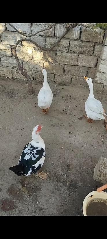 1 dənə erkey lal ördək 2 dənə qaz
3 bir yerdə 70 manat lalafo.az -da 1 dənə erkey lal ördək 2 dənə qaz
3 bir yerdə 70 manat